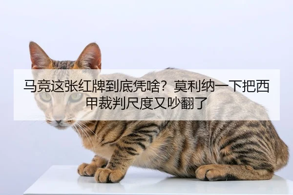 ma-jing-zhe-zhang-hong-pai-dao-di-ping-sha-mo-li-na-yi-xia-ba-xi-jia-cai-pan-chi-du-you-chao-fan-le-2-597.jpg